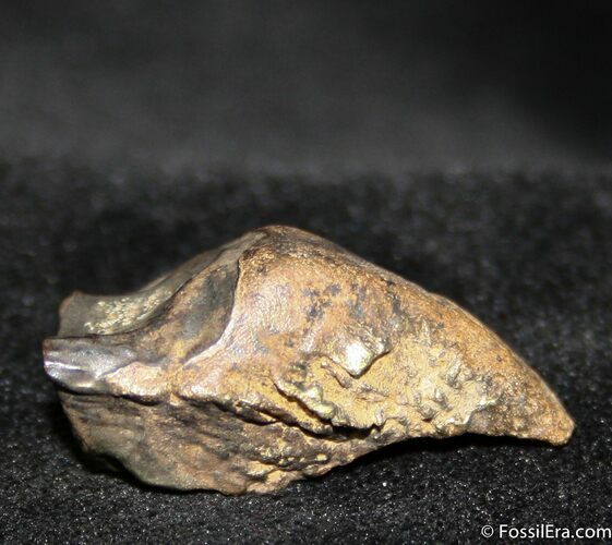 Triceratops Tooth #752